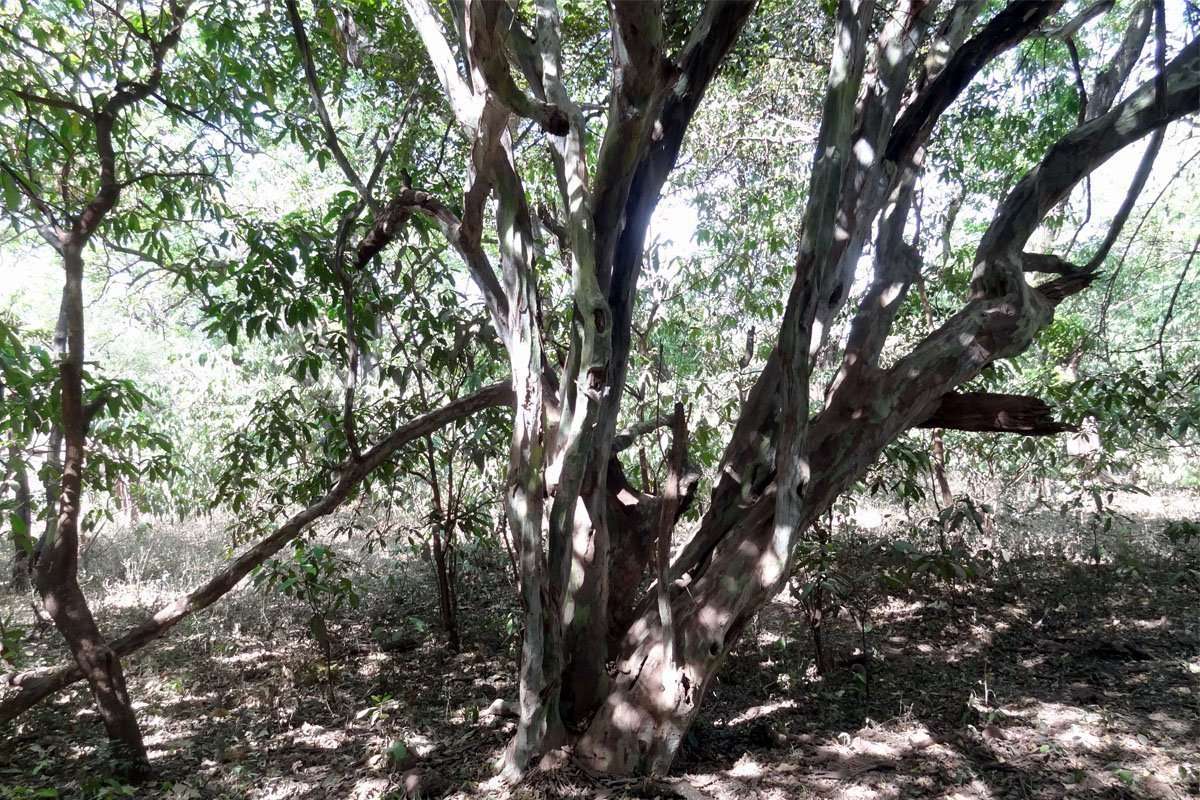 Mpingo-tree