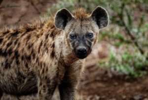 hyena