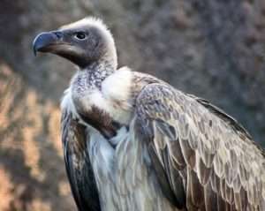 African vulture