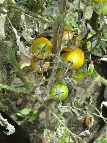 tomato blight disease