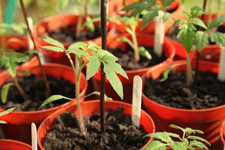 tomato seedlings