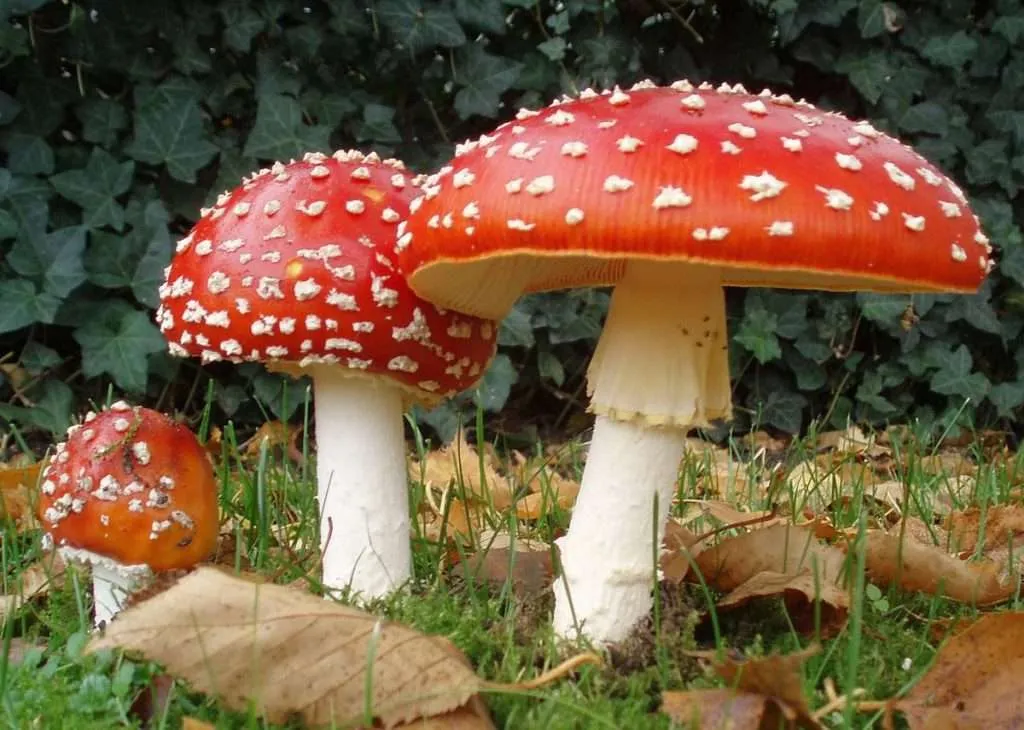 Poisonous mushroom