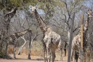  2. Yankari National Park (Yankari Game Reserve)