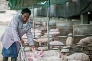 How to make millions in pig farming - The Anna Phosa story