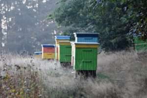 beekeeping business in Africa