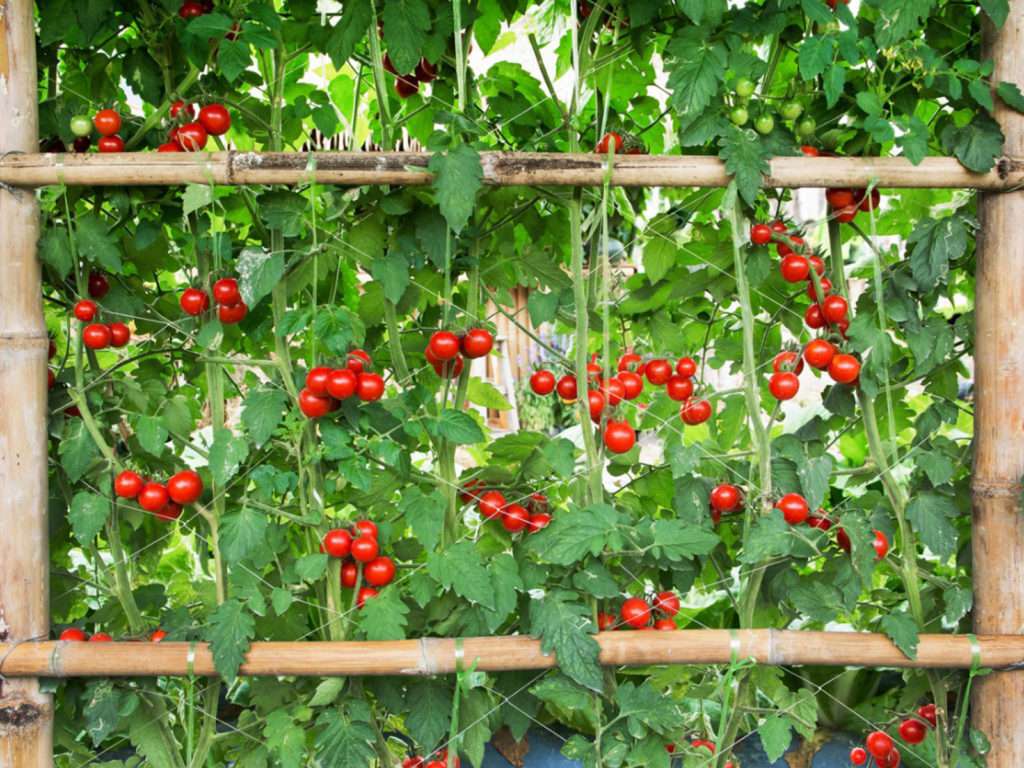 grow tomatoes in your backyard