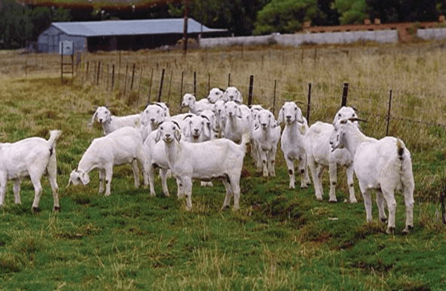 how-to-start-a-goat-farming-business-in-africa-motivation-africa