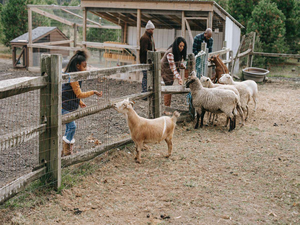 How To Make Money From Goat Farming Business My Success Formula 