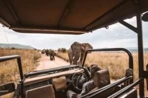 Safari Tour to Africa