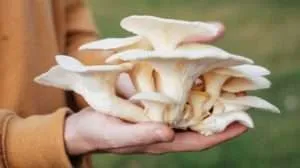 Mushroom Farming