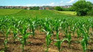 corn farming business