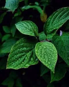 7 Natural Remedies from African Tradition for Common Ailments